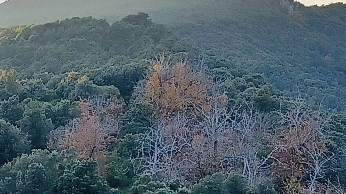 Carbini Apartment | à 650 Metres d Altitude au Cœur de l Alta Rocca Entre Porto Vecchio et Propriano