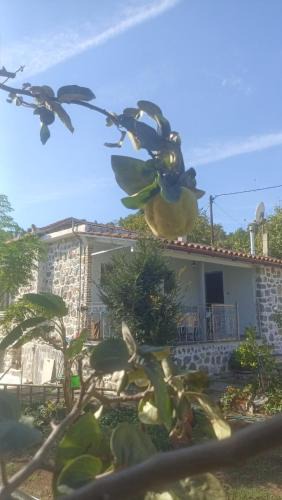 Mantoudi-Limni-Agia Anna House | Παραδοσιακή Κατοικία
