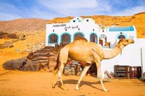 Sohag Boat Rental | قارب اسوانى