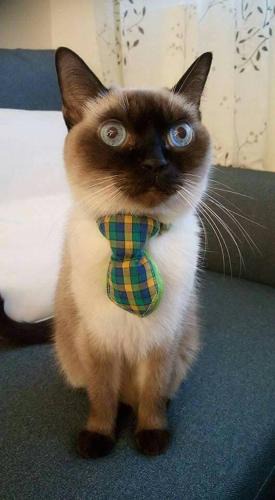 Taitung City Centre Bed & Breakfast | 煙燻貓民宿 tesla充電需電洽-無合作Ago達平台