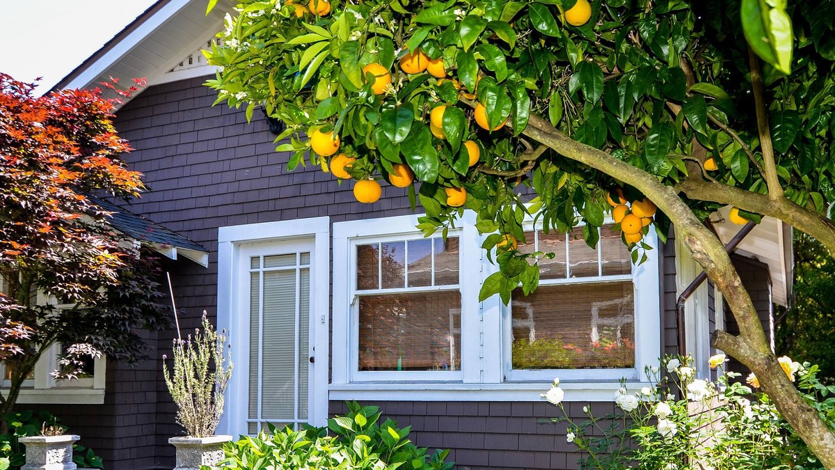 Mill Valley Cottage | 1 BR Large and sunny Garden Cottage in Downtown Mill Valley