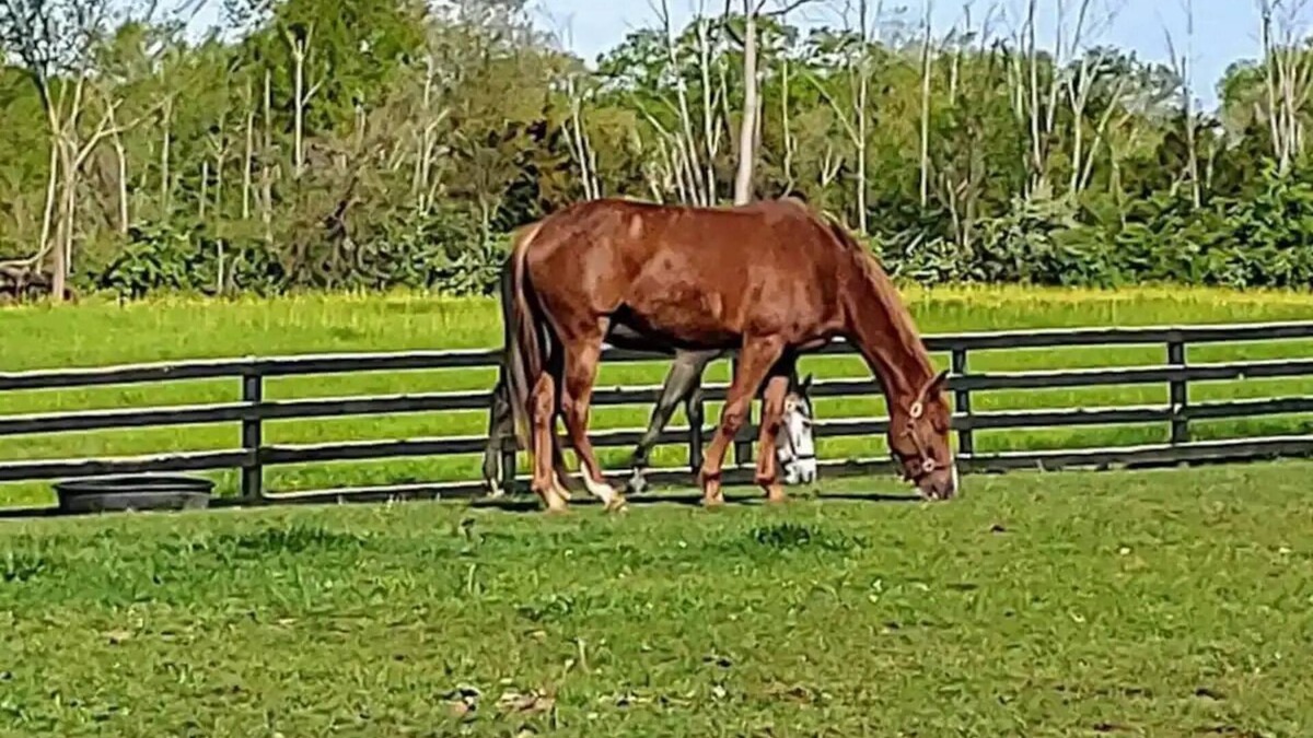 Lebanon House | 102 Acre Horse Farm! Bring your horse with you!