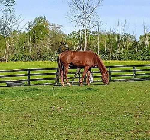Lebanon Apartment | 102 Acre Pet Friendly Horse Farm! Bring your horse too!