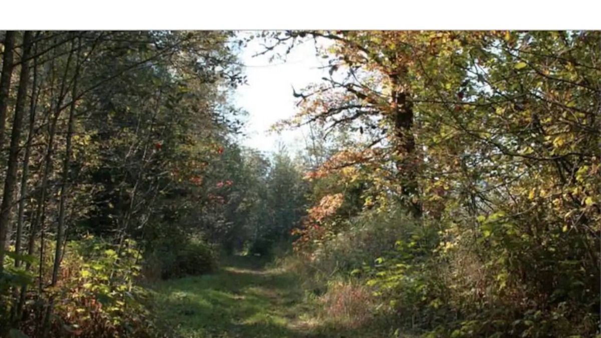 Sardis Cabin | #2 Eco Retreat Cabin! Fish/Bring Horses/ATV/Kayak!