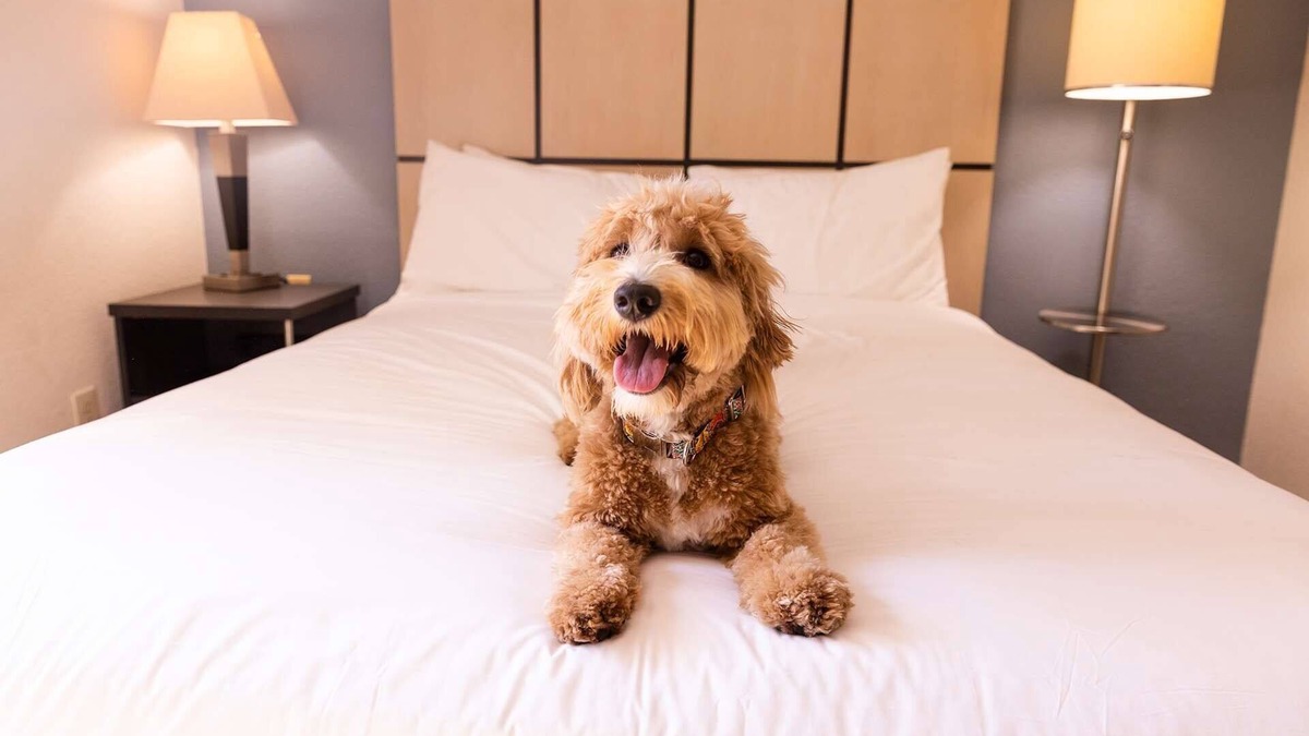 Morris Plains Hotel | 2 Spacious 1BR Suites Perfect for Families Visiting NYC - Pets welcome