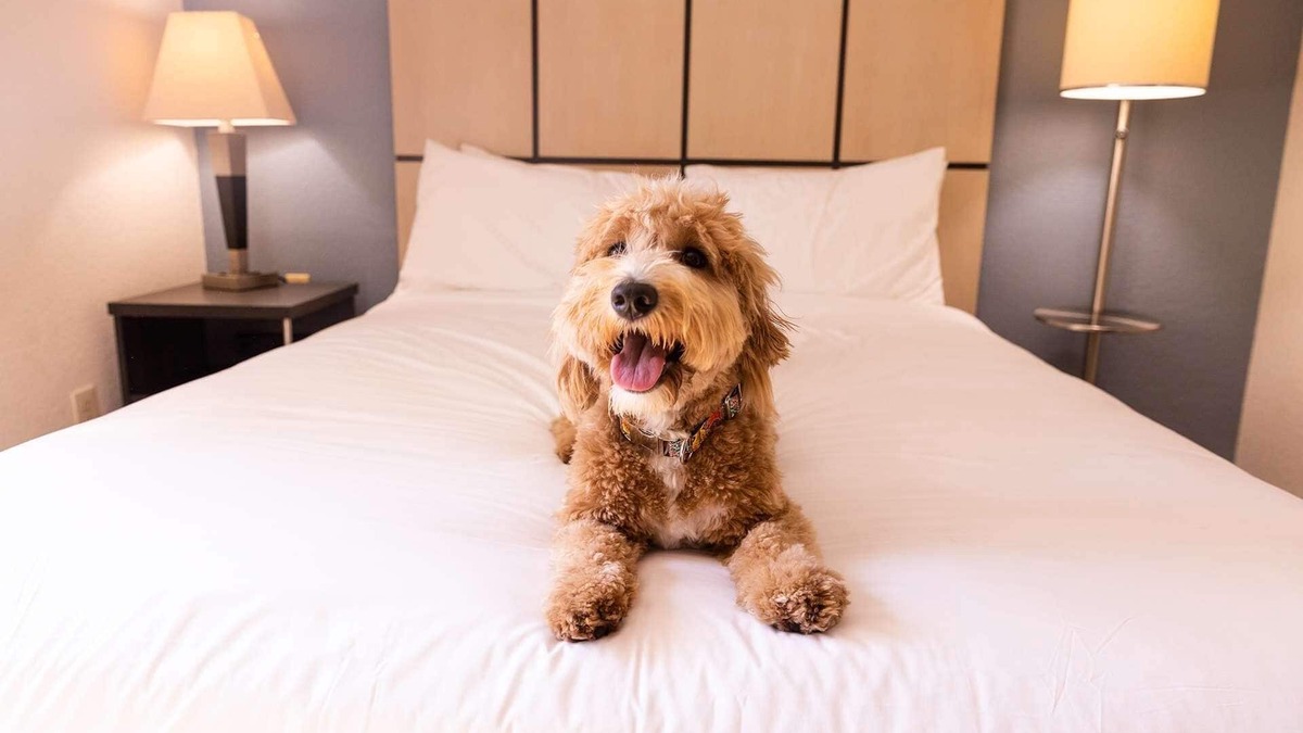 Morris Plains Hotel | 2 Spacious 1BR Suites Perfect for Families Visiting NYC - Pets welcome