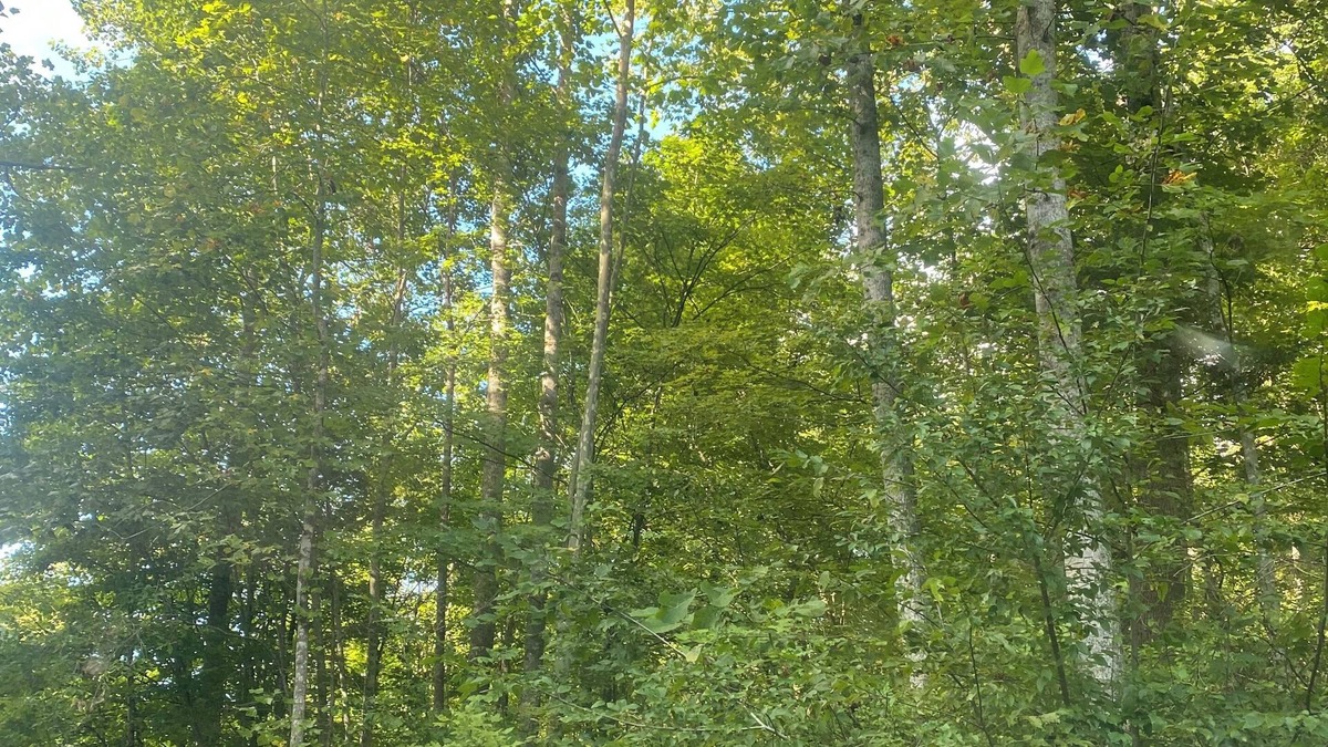 Lone RV Rental | 29 Beautifully Raw Acres to enjoy!!