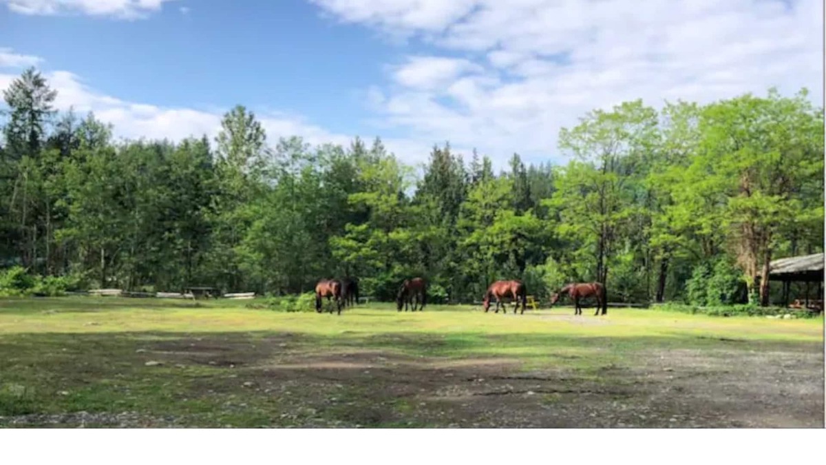 Sardis Cabin | #3 Eco Retreat Cabin! Fish/Bring Horses/ATV/Kayak!