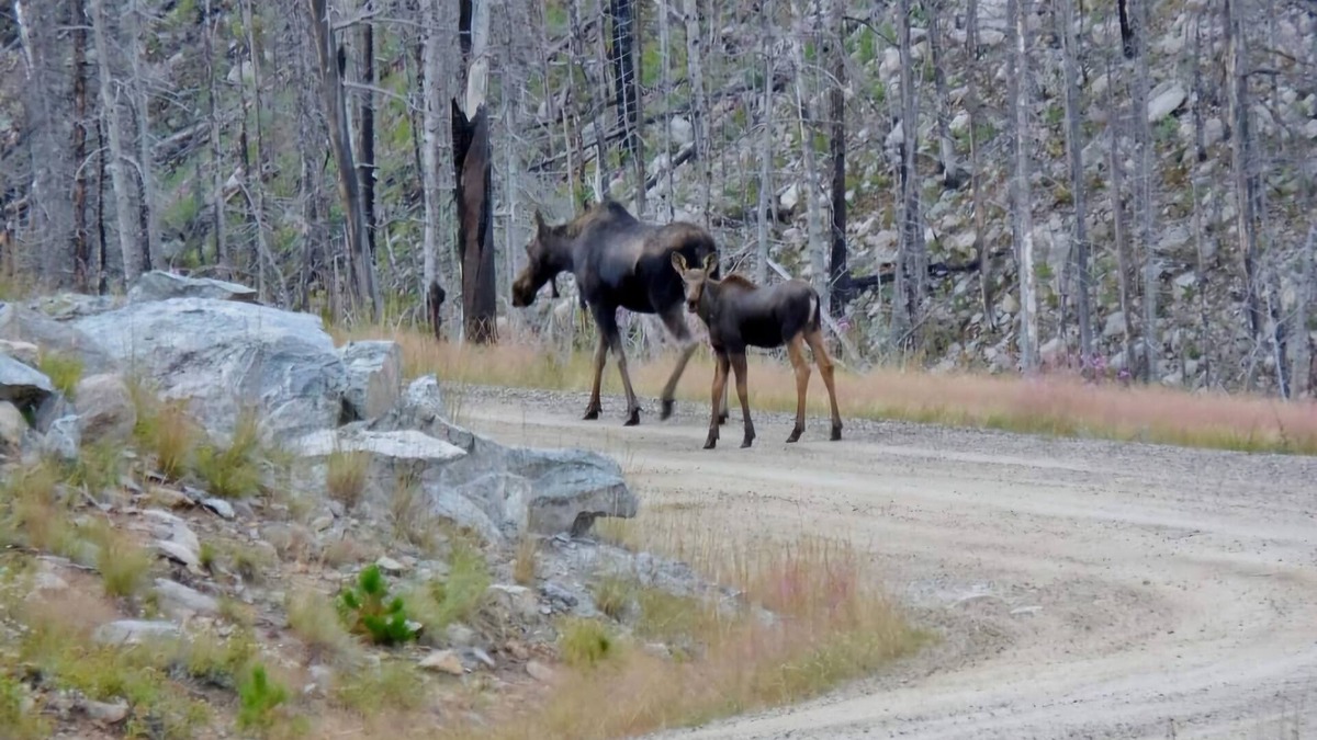 Absarokee Cabin | #4 Rustic cabin with AC in Absarokee - 2 bedrooms