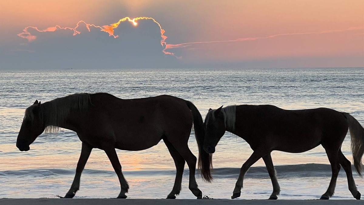 Carova Beach Apartment | 4x4 Corolla, Waterfront, Dock, Wild Horses, Kayak