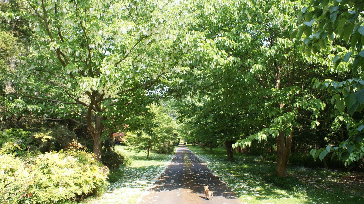 Warnham House | 5 bed property with outdoor pool in 15 acre private garden on edge of a village