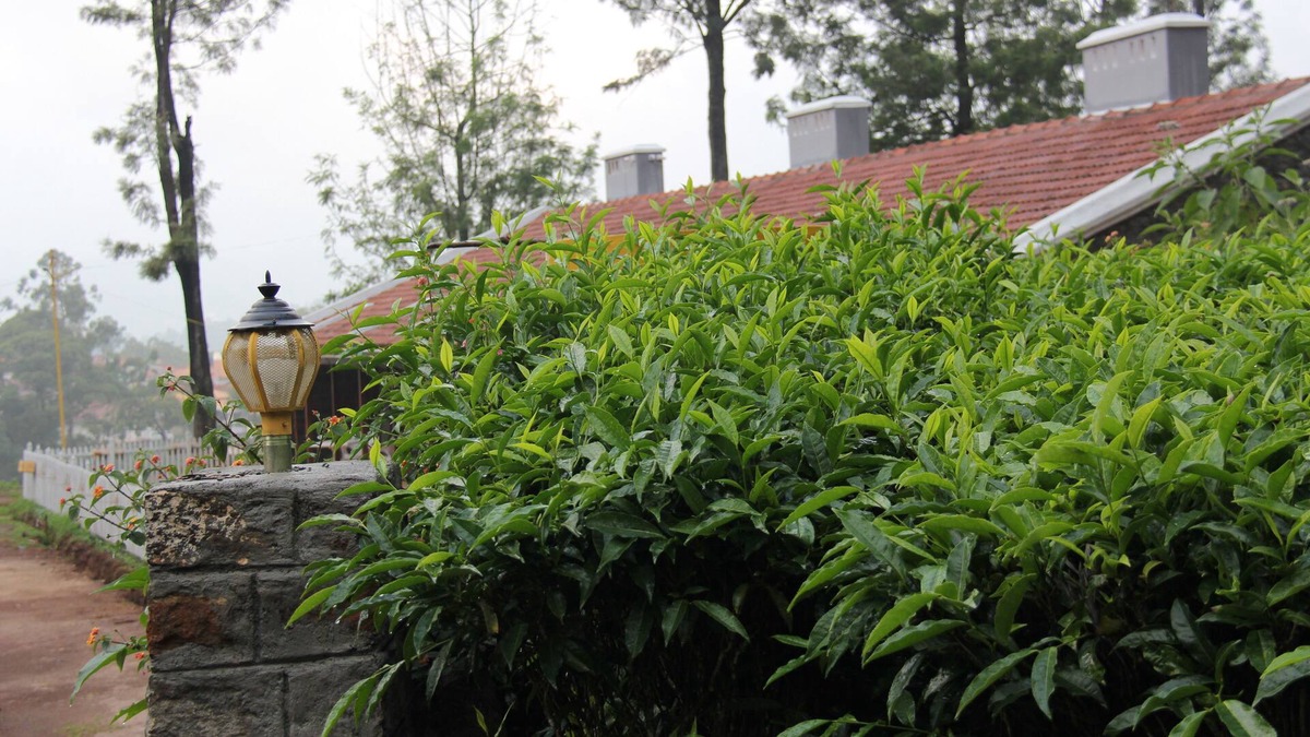 Attadi House | 5 Star rated Heritage Property - tea, teeing and Tribals