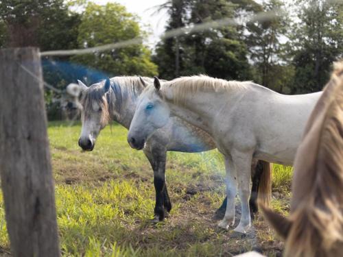 Moggill House | 6 Bed Equine Countryside Paradise at Moggill
