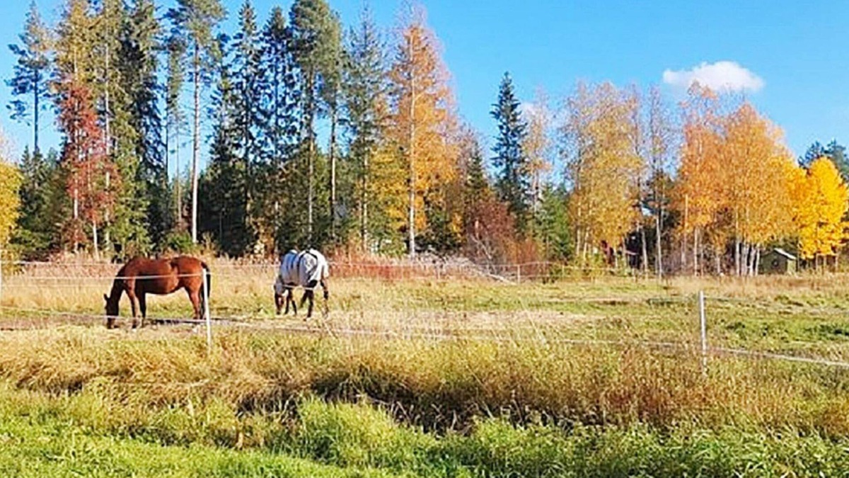 Burea House | 8 person holiday home in Bureå-By Traum