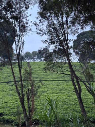 Limuru Ski Chalet | A little bit of heaven in TIGONi