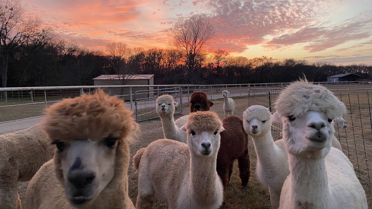 Maypearl House | A Magical Getaway with Alpacas