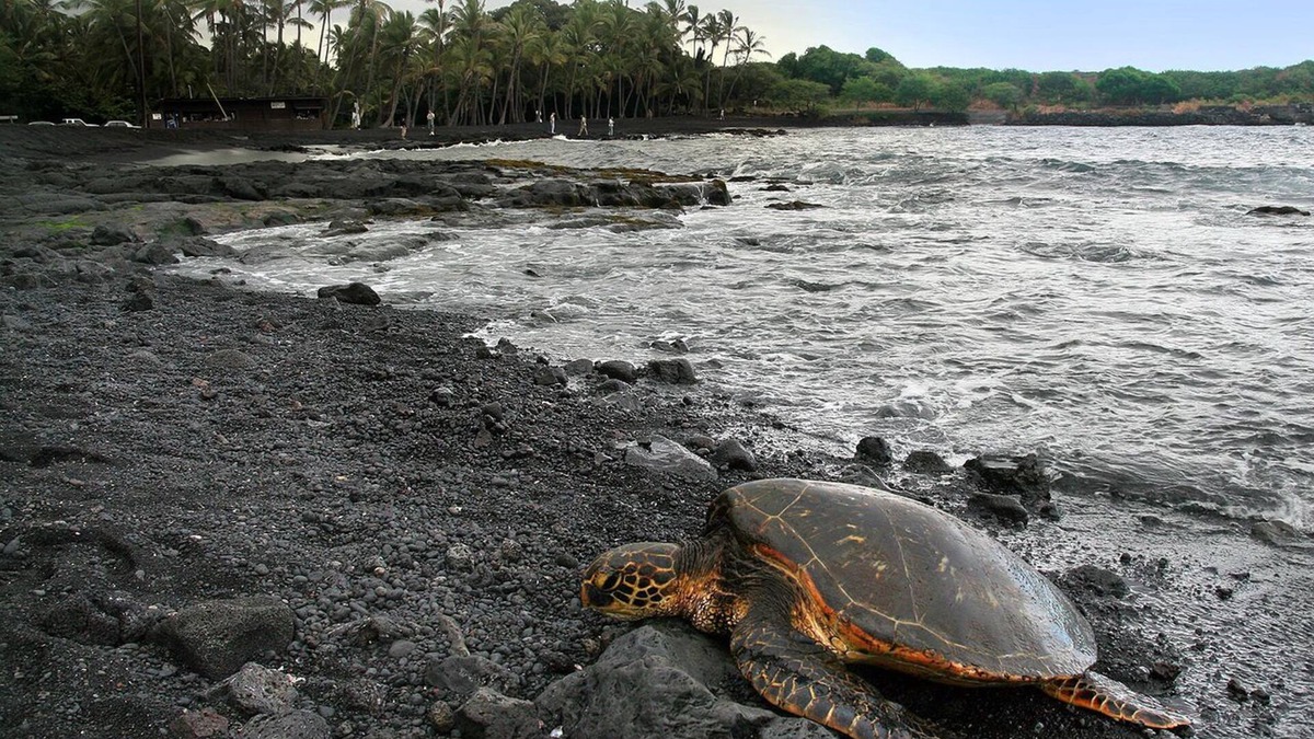Punaluu Condo | A paradise for turtles on the black sand beach of Punalu'u