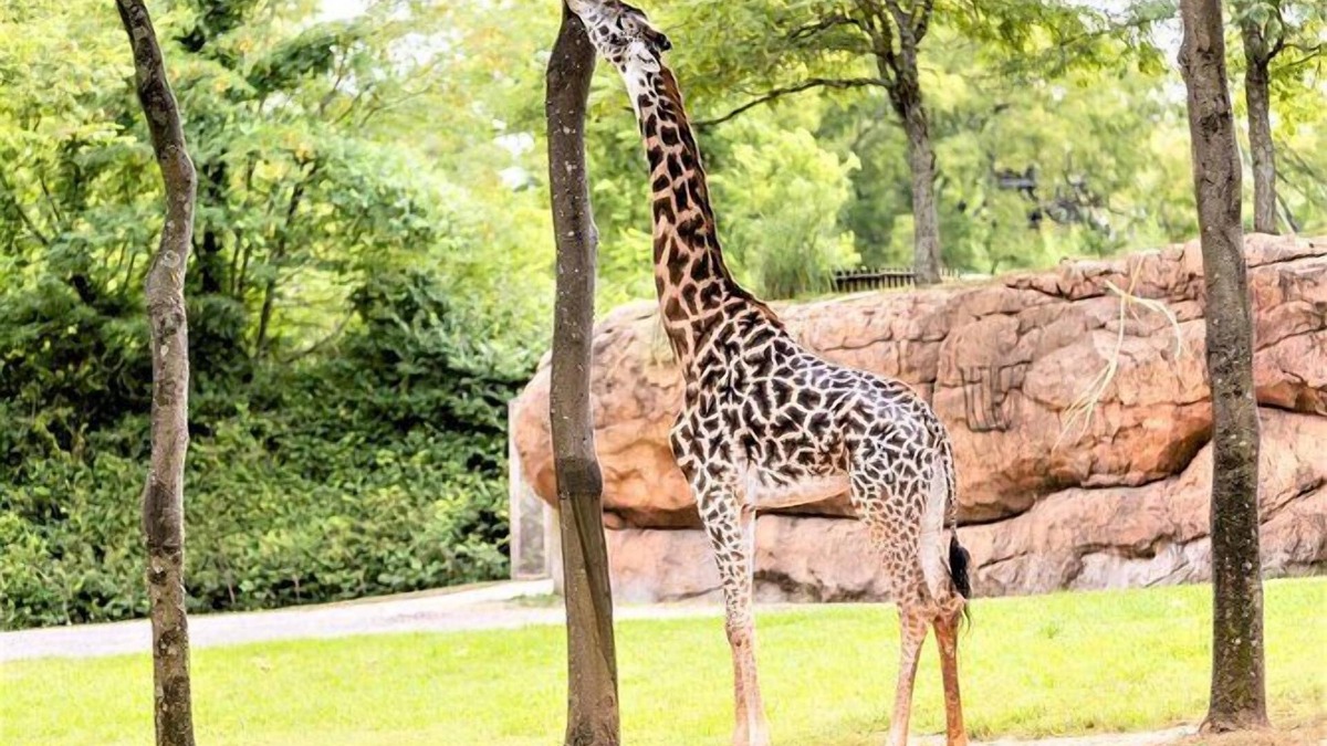 Brentwood Hotel | A Short Drive to Nashville Zoo! 3 Family-Friendly Units, Kitchen, Free Breakfast