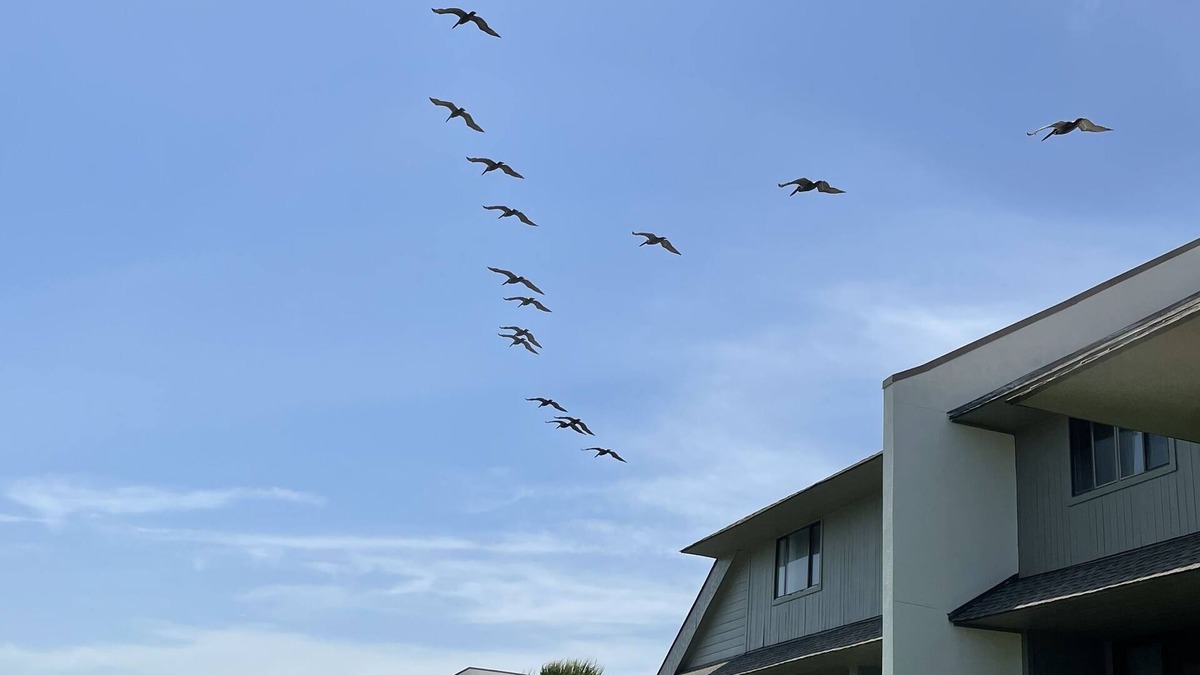 Saint Helena Island Condo | A sweet spot at the Beach! Fabulous pet free, smoke free oceanfront villa.