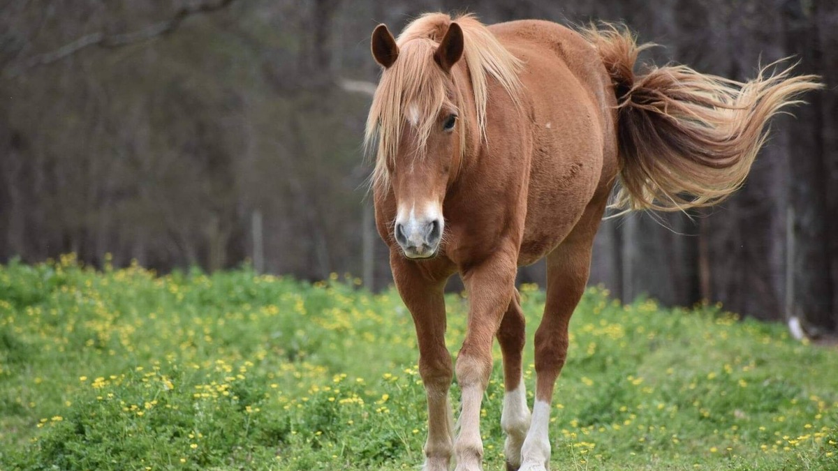 Vinemont House | A true "Barn" experience! Pet friendly!