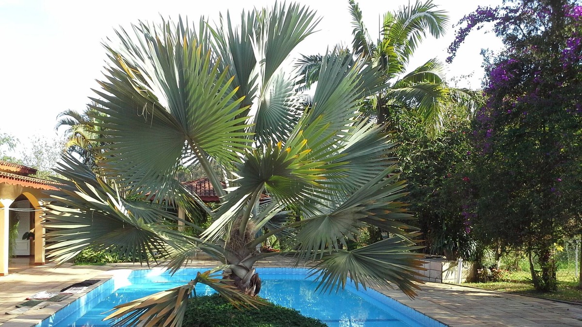 Jundiai House | ACCOMMODATES FAMILIES WITH CHILDREN AND ANIMALS