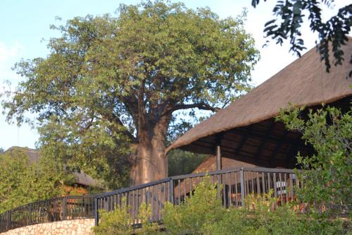 Musina House | Adansonia Eco Lodge