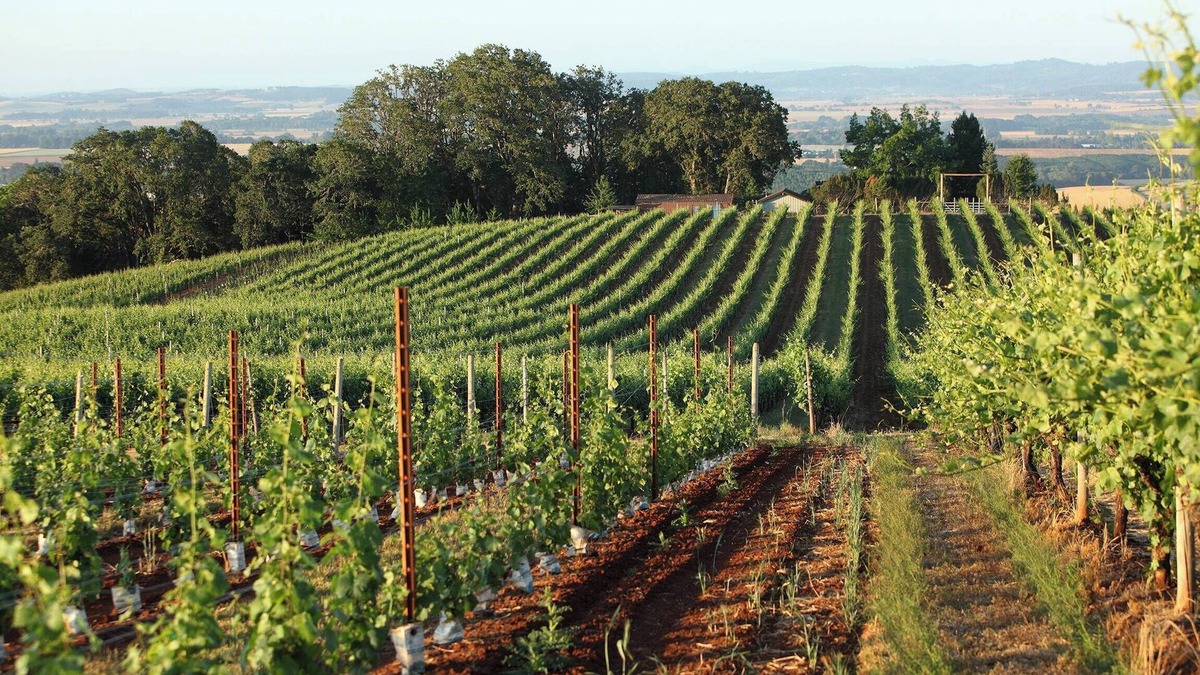 McMinnville Hotel | Affordability Meets Comfort! Pets Allowed, Near Eyrie Vineyards!
