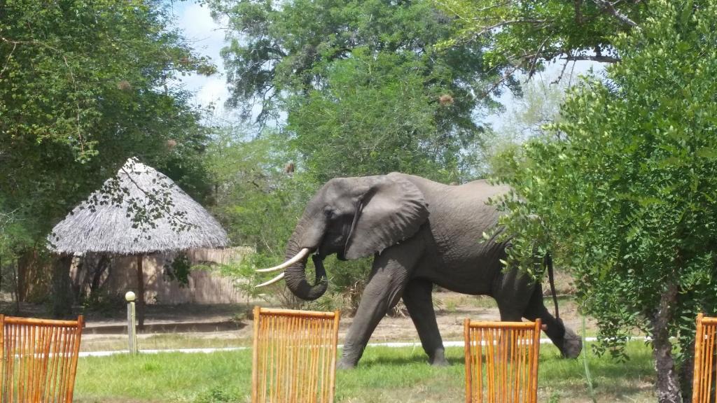 Selous Game Reserve Other | Africa Safari Selous Camping