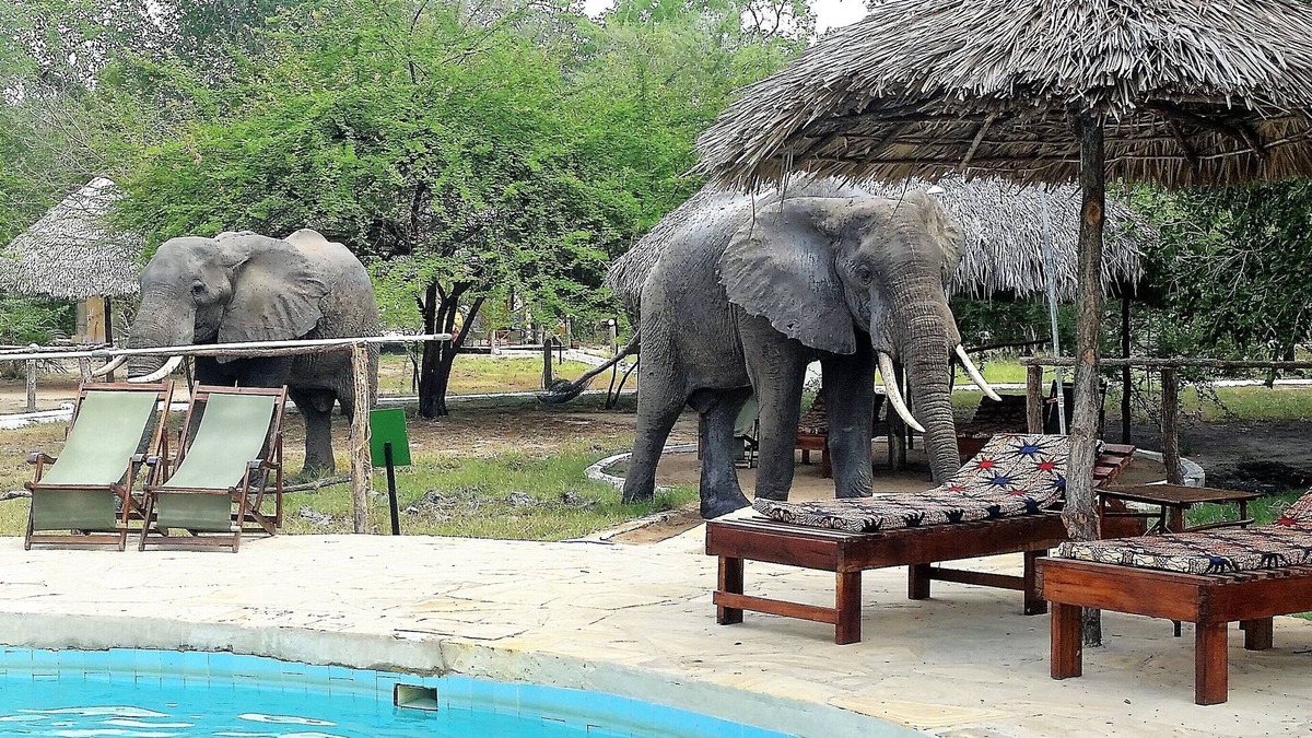 Selous Game Reserve Cabin | Africa Safari Selous