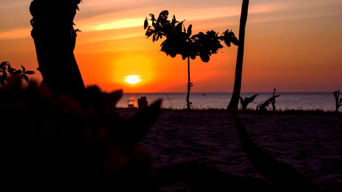 Mafia Island Bed & Breakfast | Afro Beach Bungalows & Afro Whale shark safari owned and perated by local commun