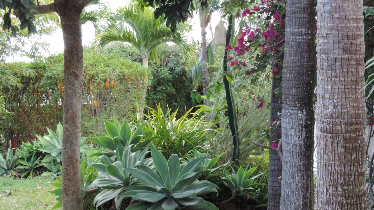 Ravine des Cabris House | Agreable Maison a 5 min de Saint Pierre
