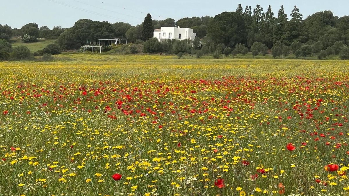 Olbia House | Agreen Country House Olivo