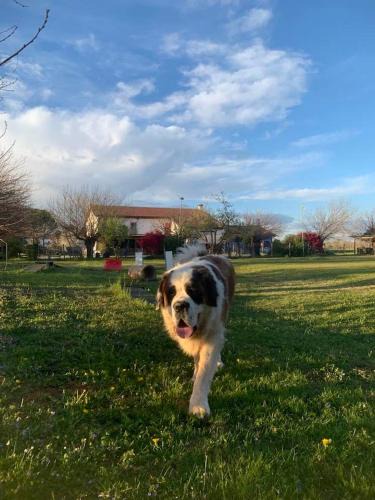 Vedelago House | Agriturismo il Podere Vedelago con San Bernardo, Alpaca e una Pentola di cose da scoprire