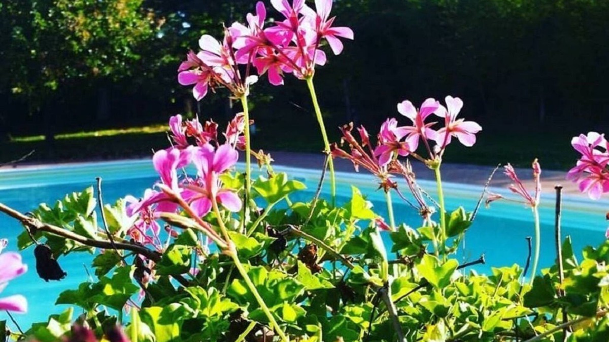 Bucine Other | Agriturismo Il Sole Verde