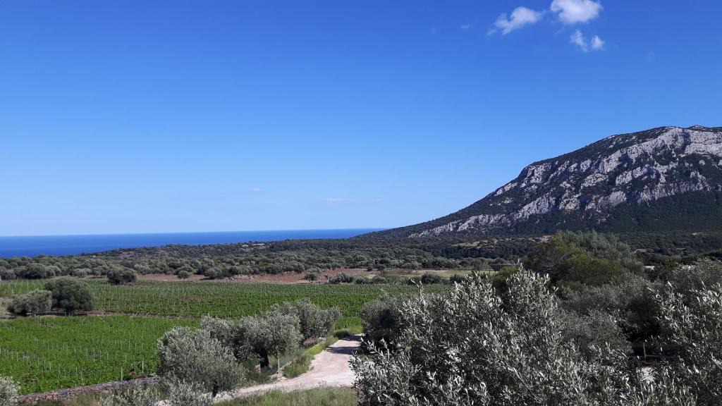Dorgali House | Agriturismo Su Barcu