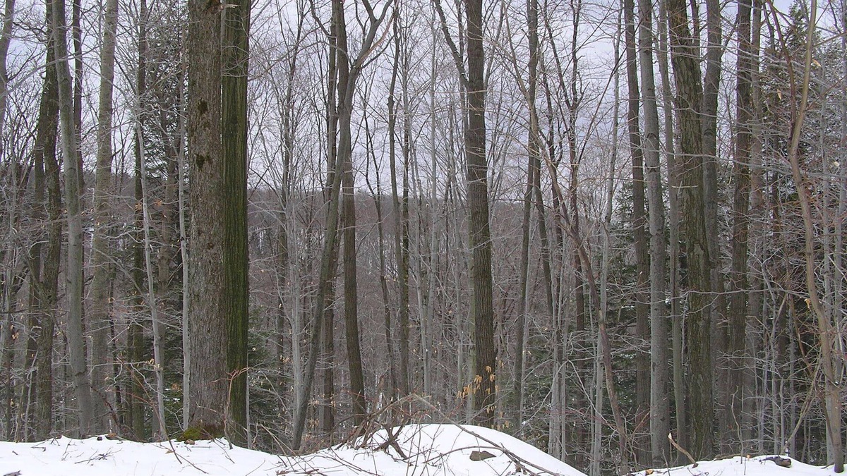Salamanca House | Allegany State Park Rental in the Forest