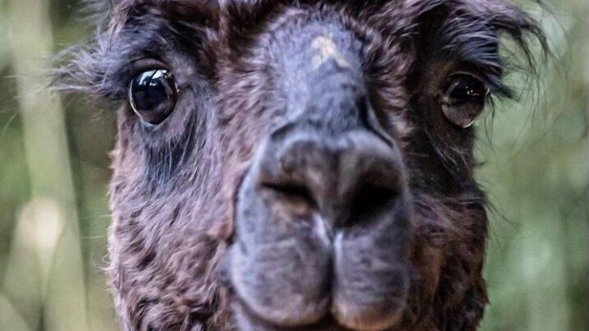 Snellville Cottage | Alpaca Bag n Stay Cottage