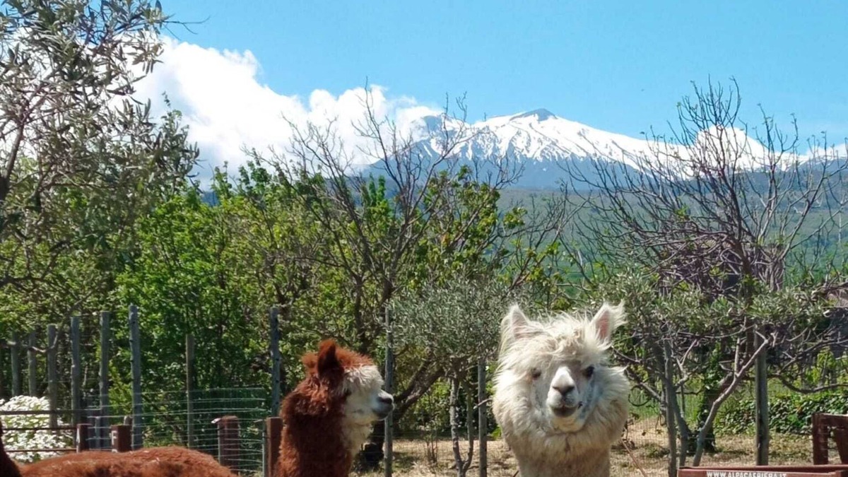 Linguaglossa House | Alpaca Etna Rooms