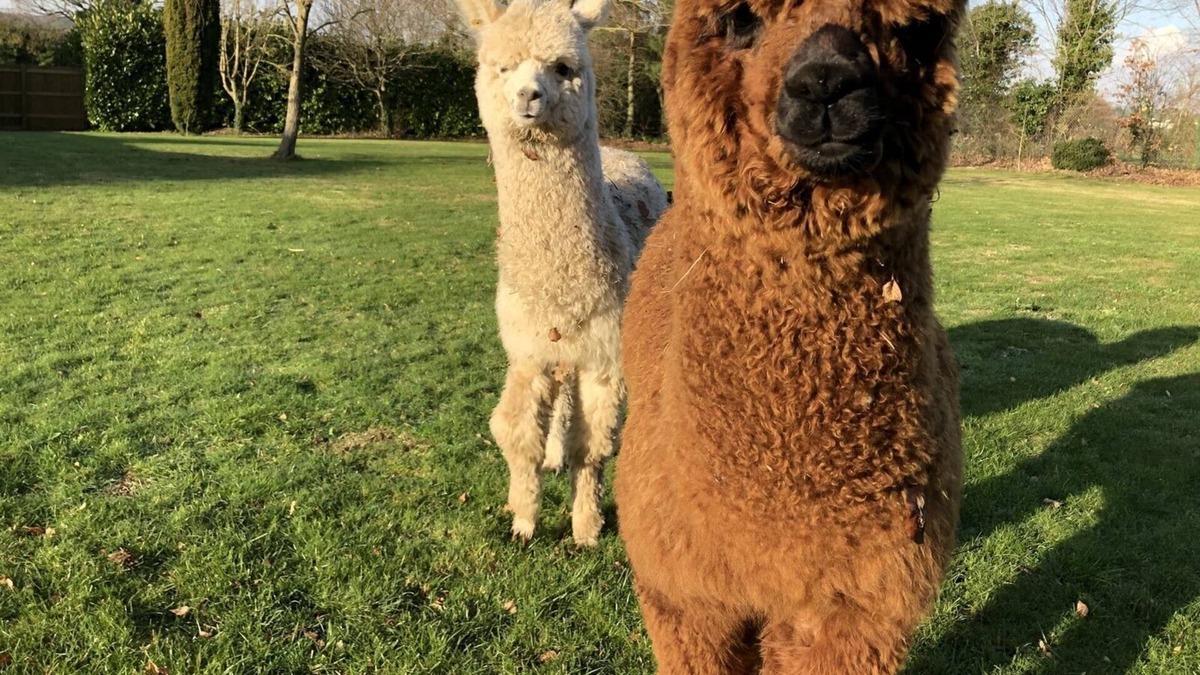 Sittingbourne Cabin | Alpaca Lodge