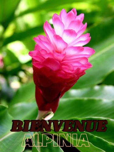 Sainte-Anne Apartment | Alpinia