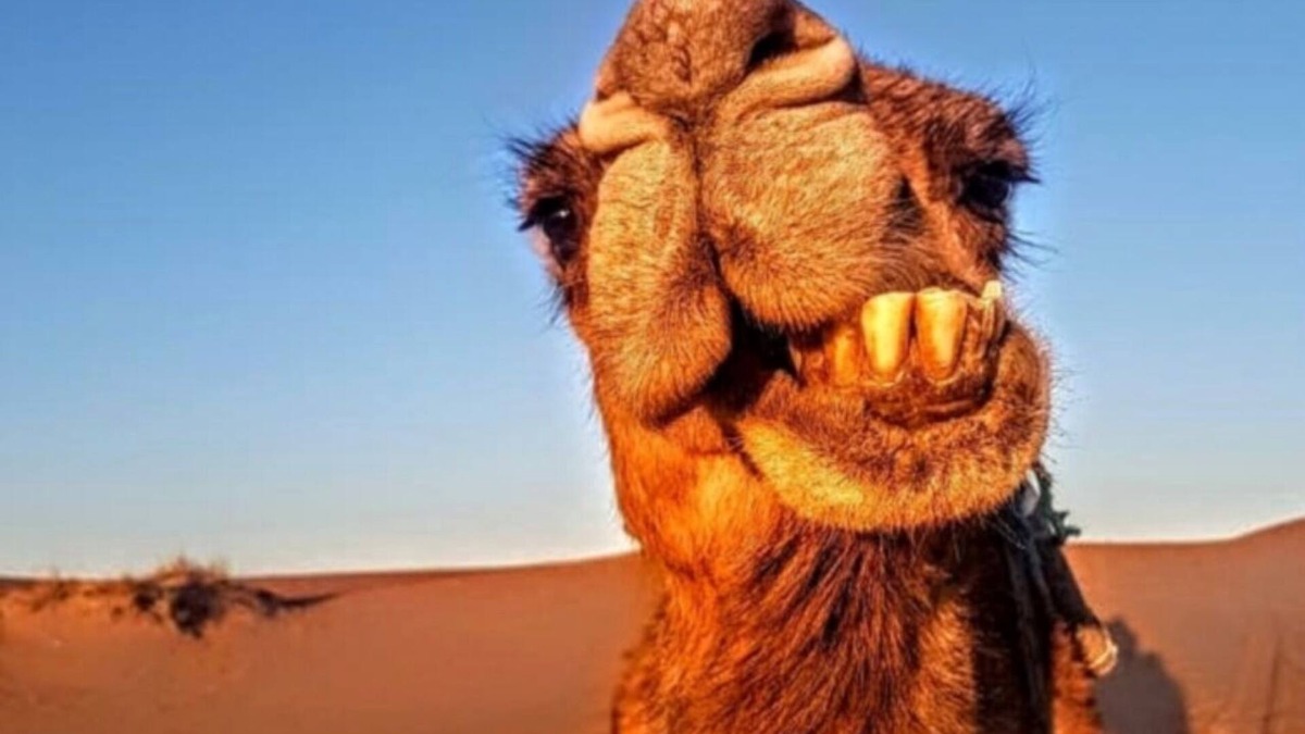 Merzouga RV Rental | Amazing camp in the sahara