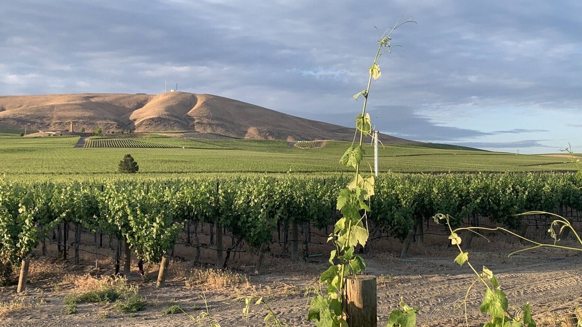 Benton City House | Amidst the vines @ Ambassador House