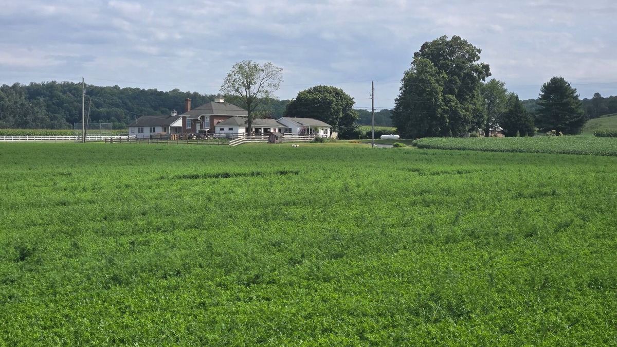 Gap Other | AMISH STAY/Buggy Rides/Fire pit/Pet Animals/(24 min) intercourse attractions