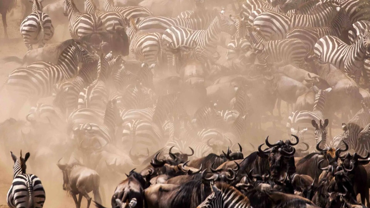 Narok Cottage | An affordable way to visit Masai Mara, stay in our cottage and enjoy.