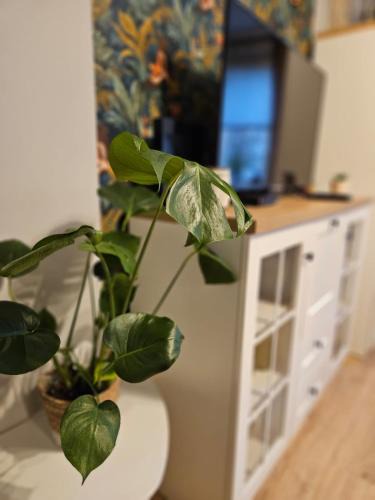 Inowroclaw Apartment | Apartament Boho