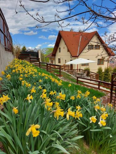 Brasov Apartment | Apartament Matei