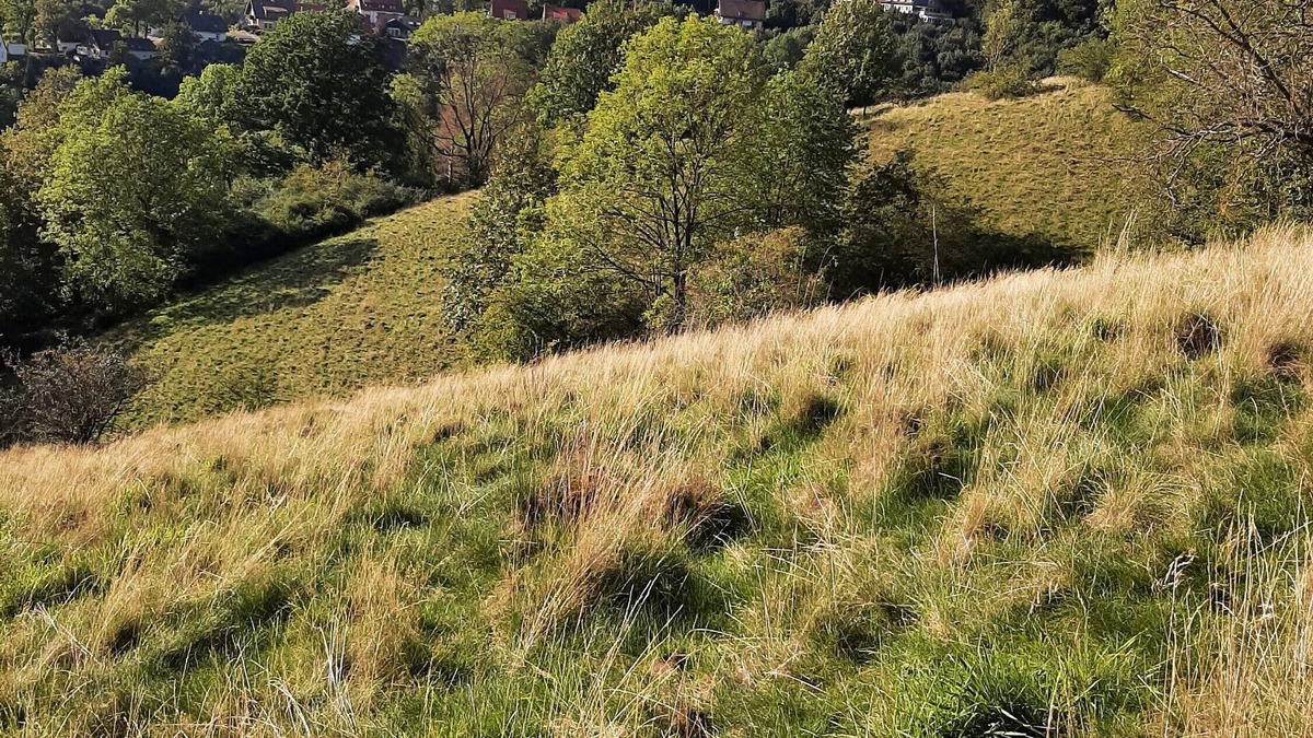 Lerbach Apartment | Apartment 'Bergwiesen' with Mountain View, Wi-Fi and Air Conditioning
