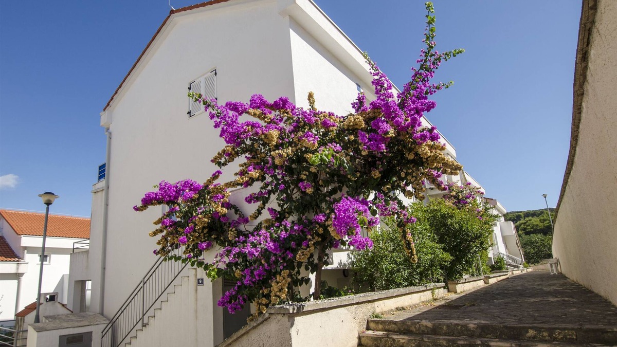 Necujam Apartment | Apartment Tatjana (47411-A1) - Necujam - island Solta