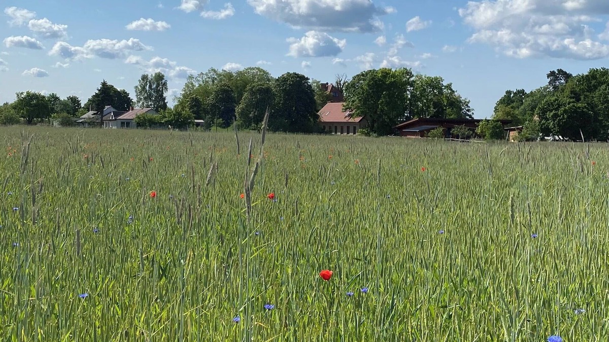 Hammelspring House | Apartment in converted stable barn with own garden near the lake, south facing. Uckermark