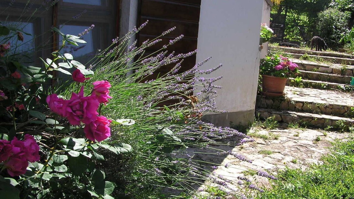 Motovun Apartment | Apartment Motovun 1 comfortable, spaceous, garden, terrace. view, parking